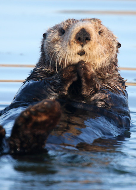 Sea Otter 2 Art | Dennis Ariza Photography