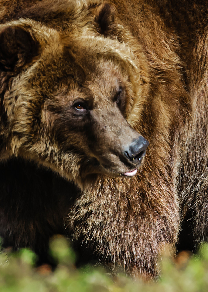 Bear Medicine Photography Art | BearFeather Studio LLC