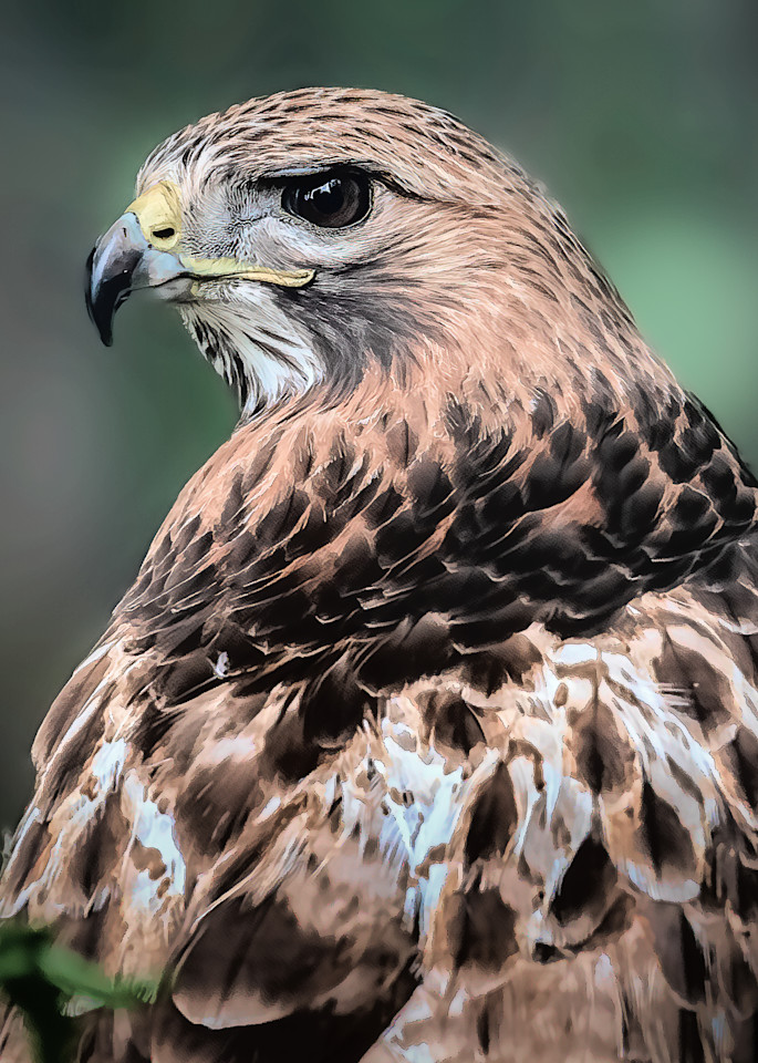 Red Tailed Beauty Photography Art | Ken Wiele Photography