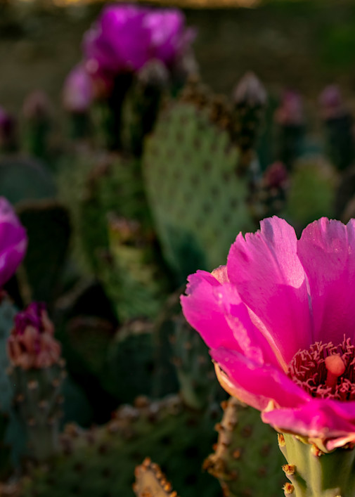 Mountain Flowers Cactus 7790 Photography Art | Eric Reed Photography