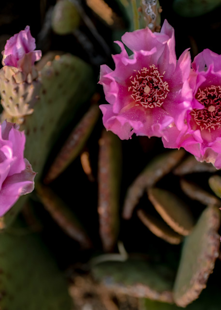 Mountain Flowers Cactus 7771 Photography Art | Eric Reed Photography