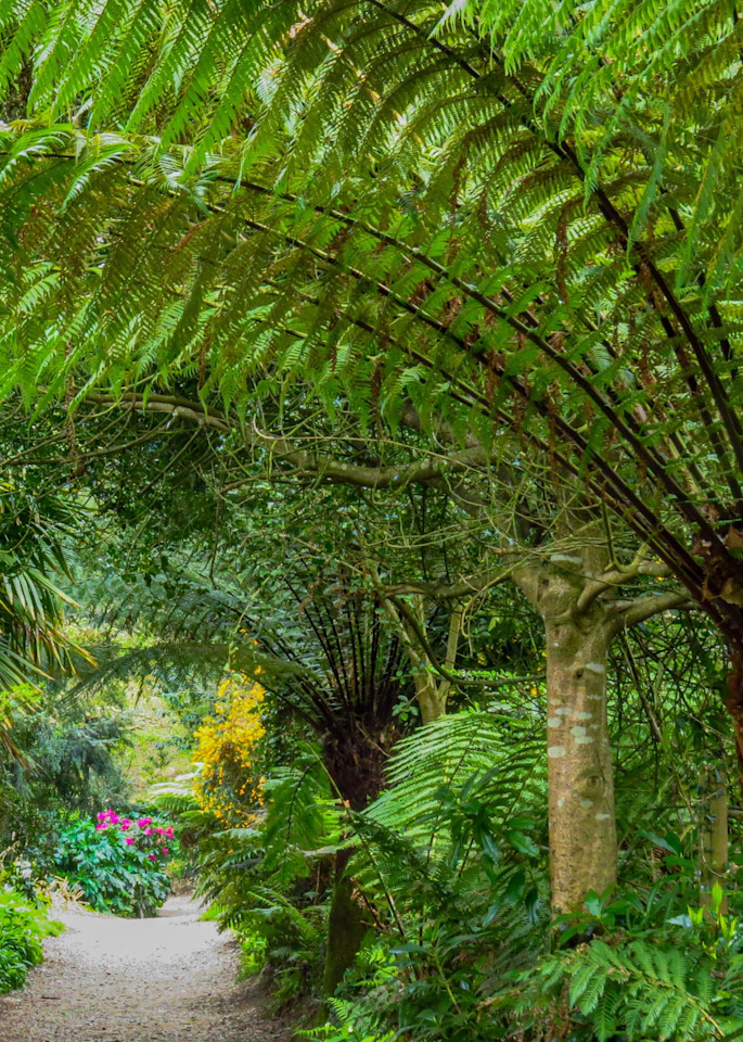 Gardens Around the World - Path in Heligan Lost Garden in England