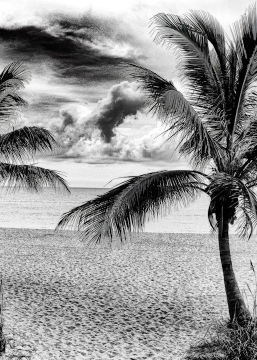 Framed With Palm Trees Photography Art | J-M Artography