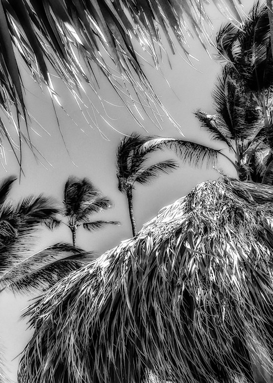Palms And Grass Huts Photography Art | J-M Artography