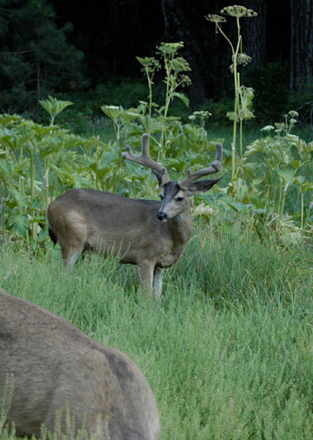 Deer 1207  Photography Art | John Wolf Photo
