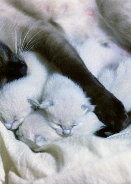 Mother Cat With  Kittens 055 Photography Art | John Wolf Photo