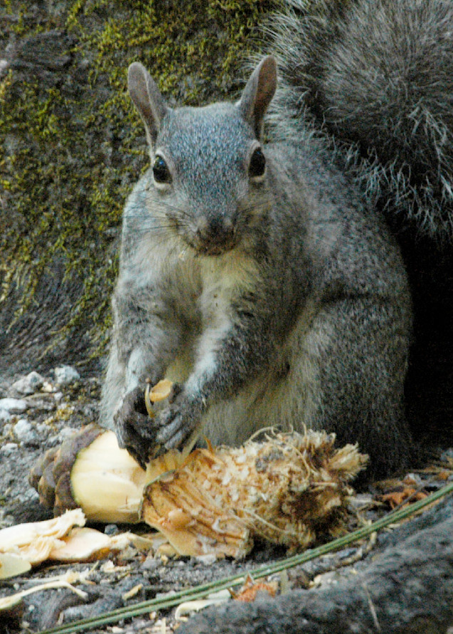 Squirrel S Meal 0039 Photography Art | John Wolf Photo