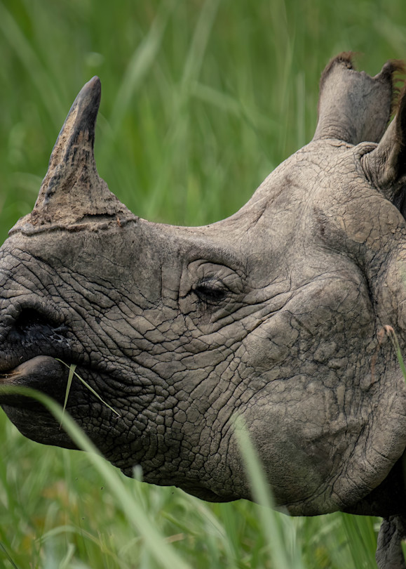 Regal Rhino Photography Art | matthewryanphoto