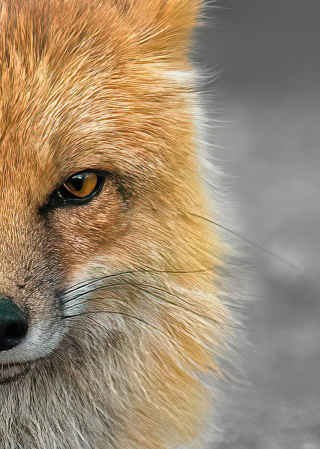 Shop Fox Wildlife Photography in Breckenridge, Colorado. 