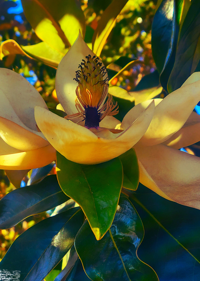 Magnolia Series #3 Photography Art | Louise Vidaurri Photo Art