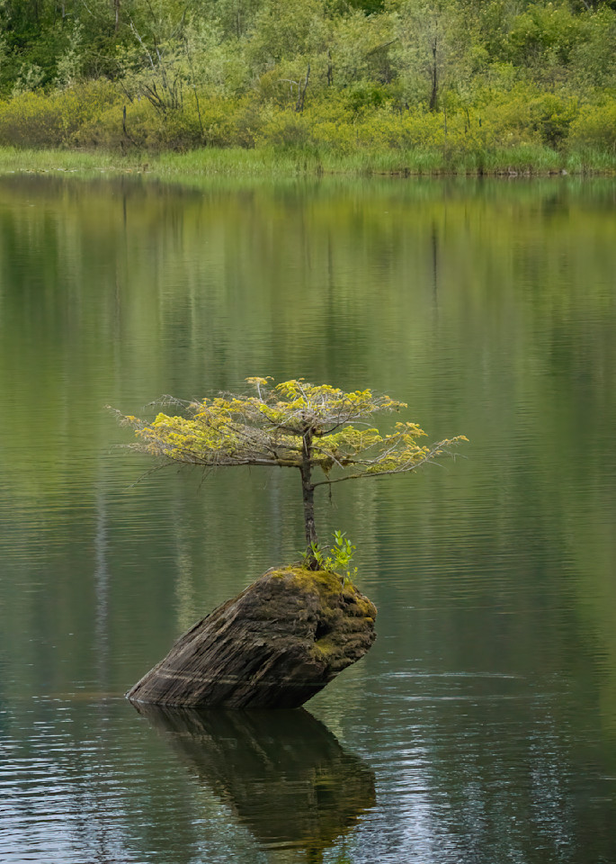Fairy Lake Tree No 1 | Terrill Bodner Photographic Art
