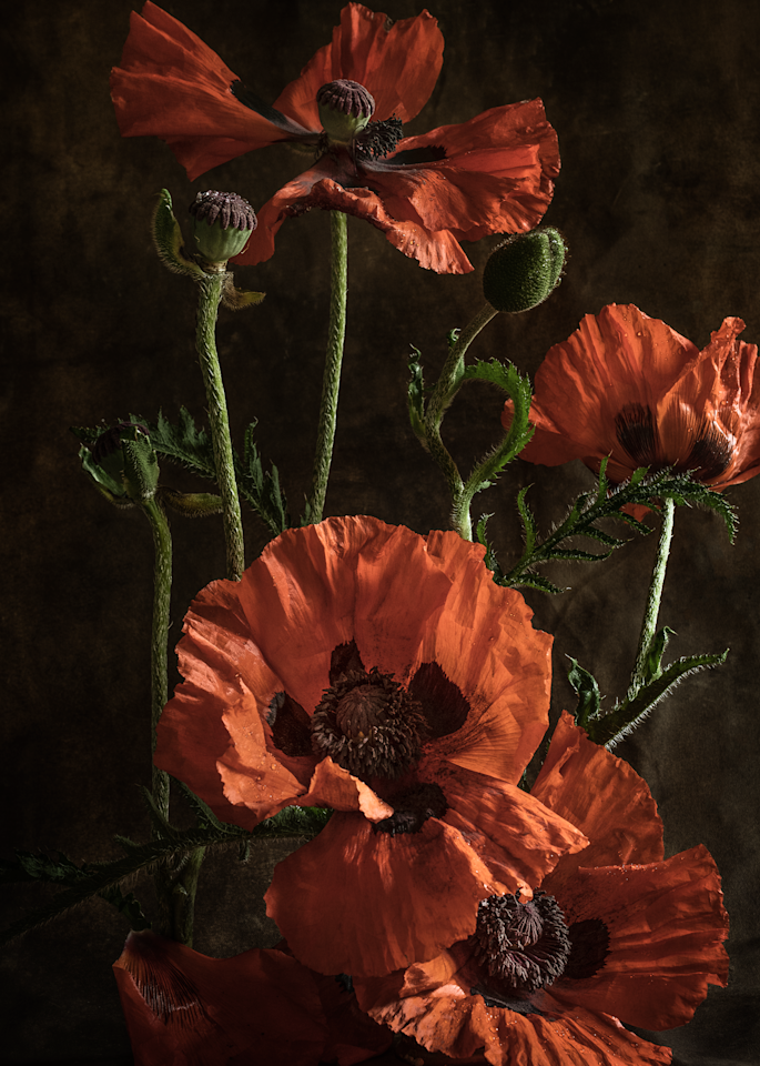 Orange Poppy Cellphone Cover Photography Art | The Elliott Homestead, Inc.