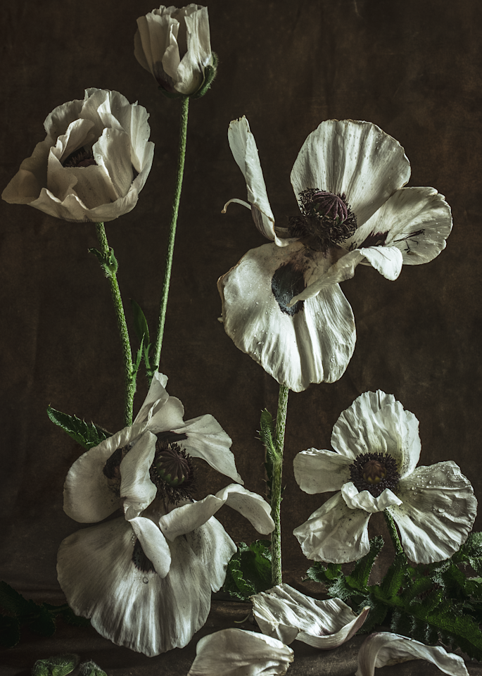 White Poppy Cellphone Cover Photography Art | The Elliott Homestead, Inc.