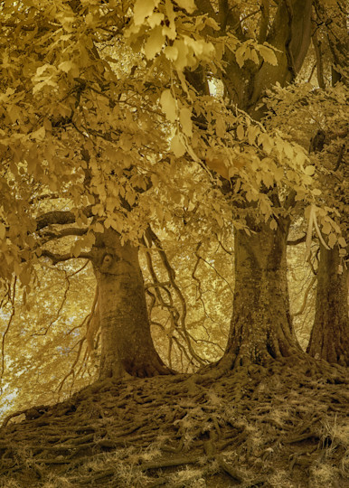 Beech Trees, Exposed Roots And Trunks, Avebury, Wilshire, Uk. Photography Art | davidarnoldphotographyart.com