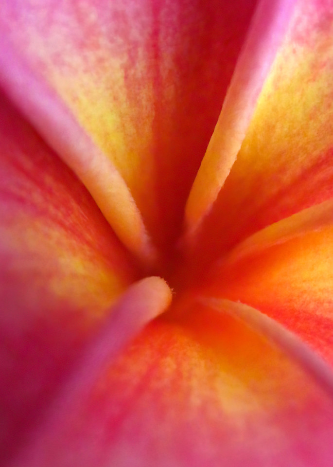 Flower Abstract In Peach 