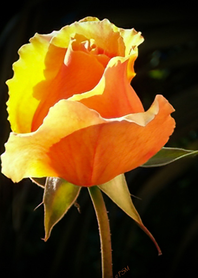 Flower Portrait - Golden Rosebud