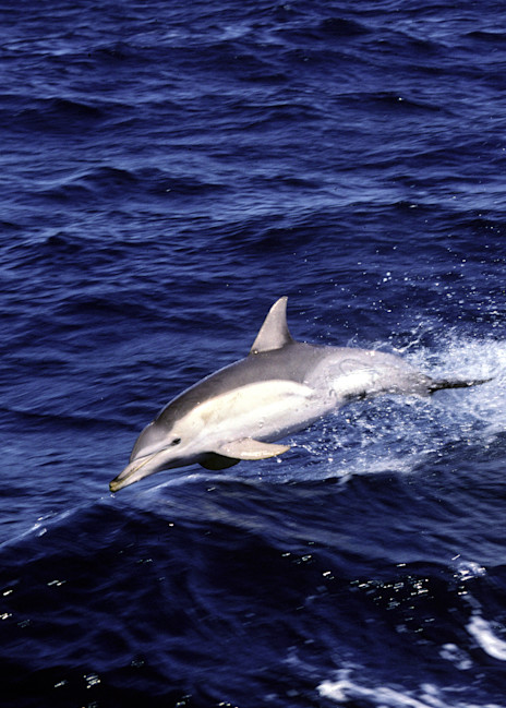 Pacific Common Dolphin