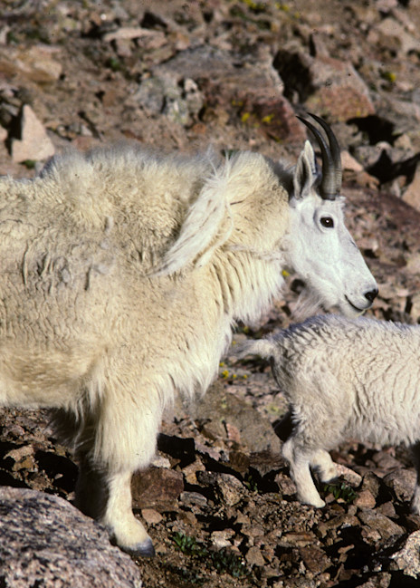 Rocky Mountain Goat, Nanny and Kid
