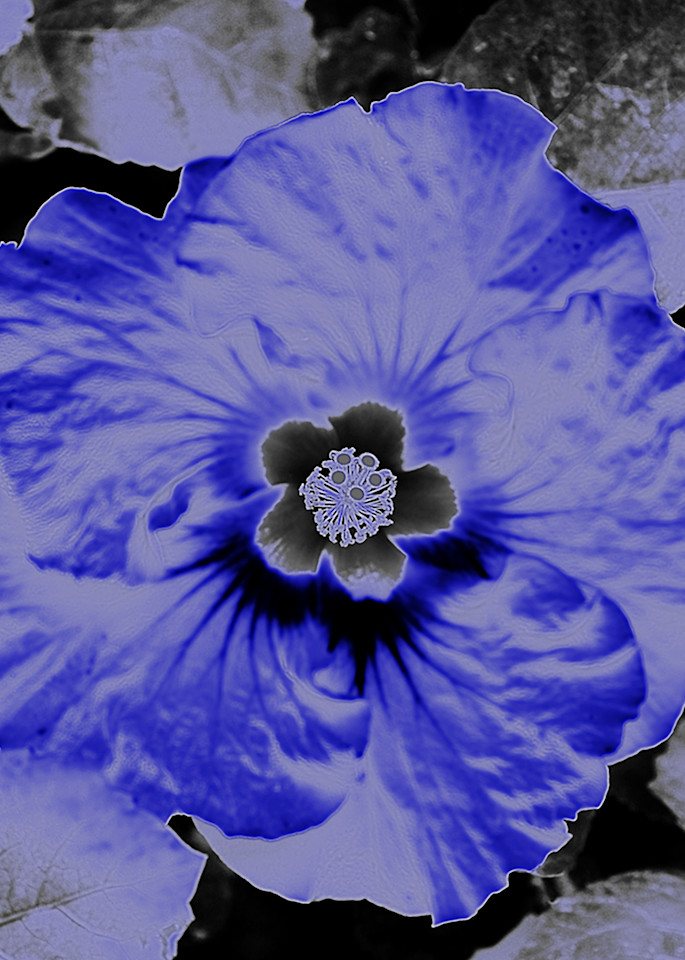 Hidden Blue Hibiscus  Photography Art | Judith Anderson Photography