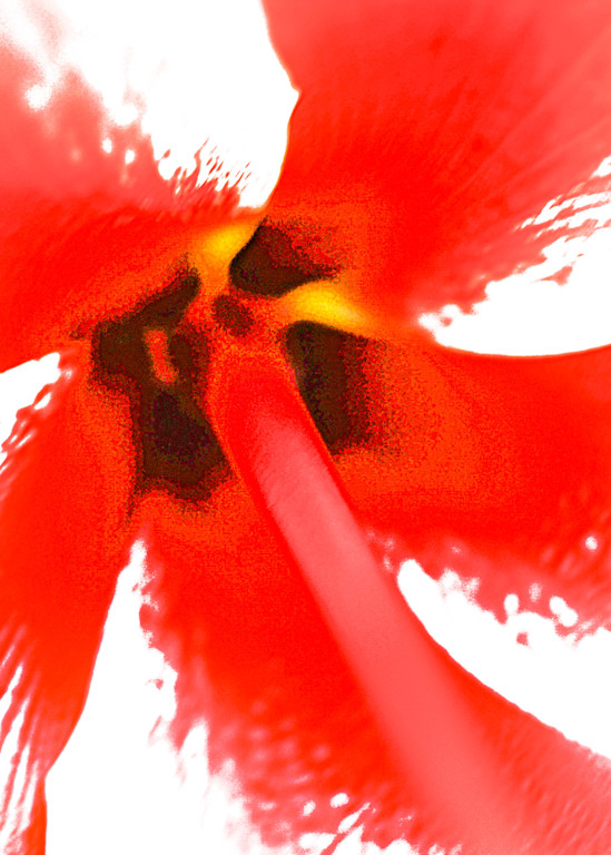 Wipeout Hibiscus Photography Art | Judith Anderson Photography