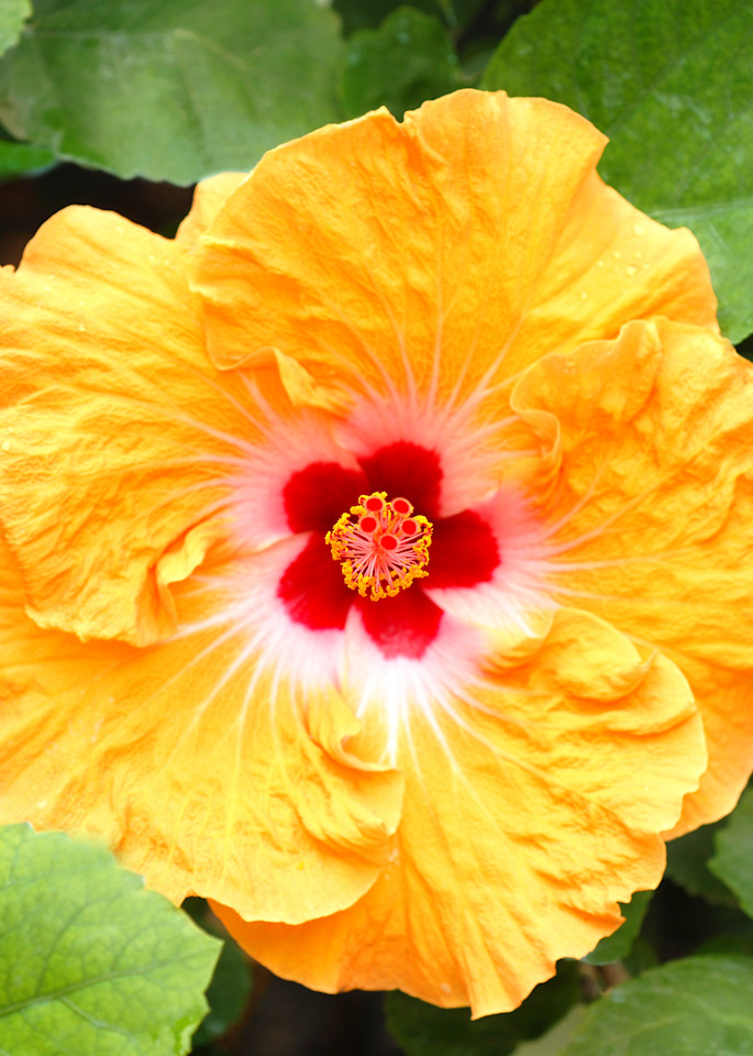 Sunny Hibiscus Photography Art | Judith Anderson Photography