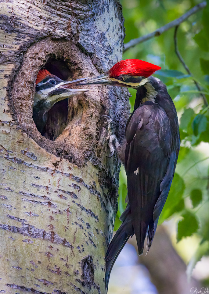 Papa Pileated and Young