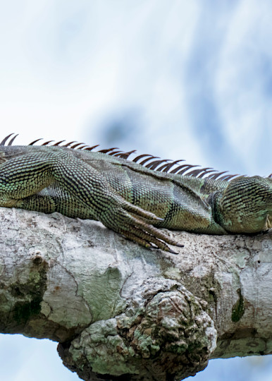 Greet Iguana Costa Rica