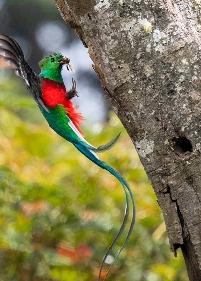 Quetzal At Nest