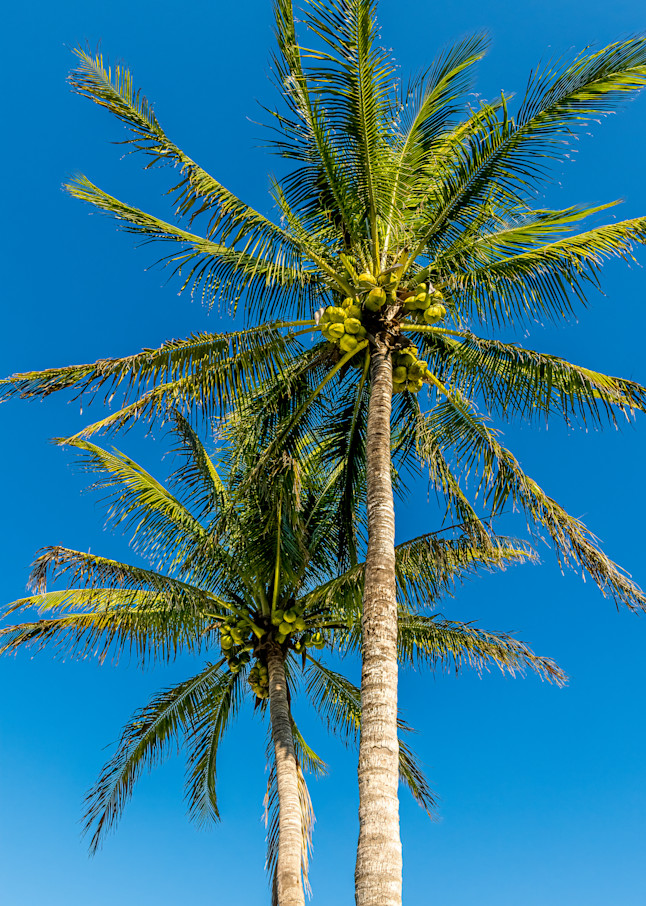 Palm Tree 10 Photography Art | RPG Photography