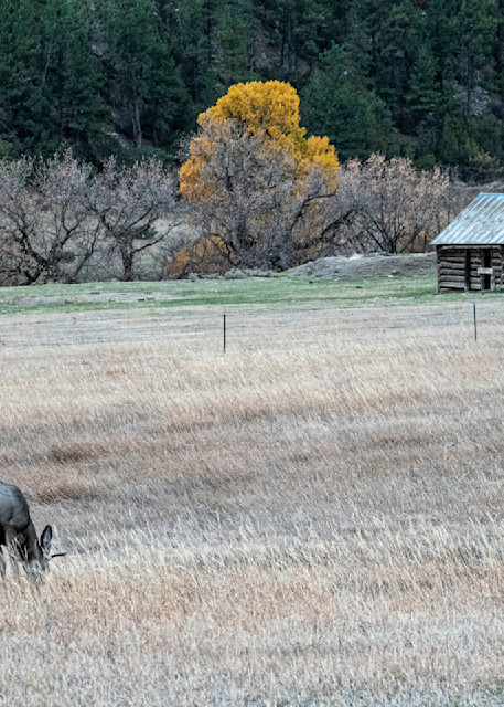 Buck In The Fall Pasture Photography Art | karljohnson