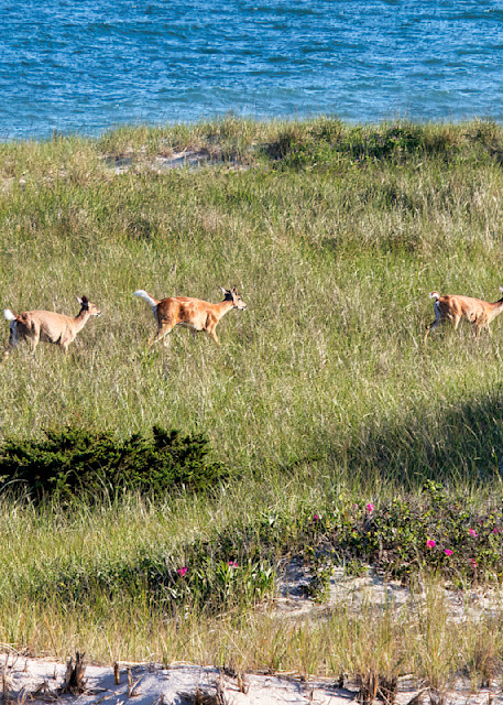 Deer family romp in the dunes at the beach.