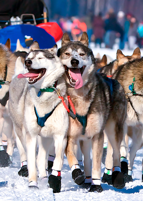 2014 Iditarod sled dogs loving it!