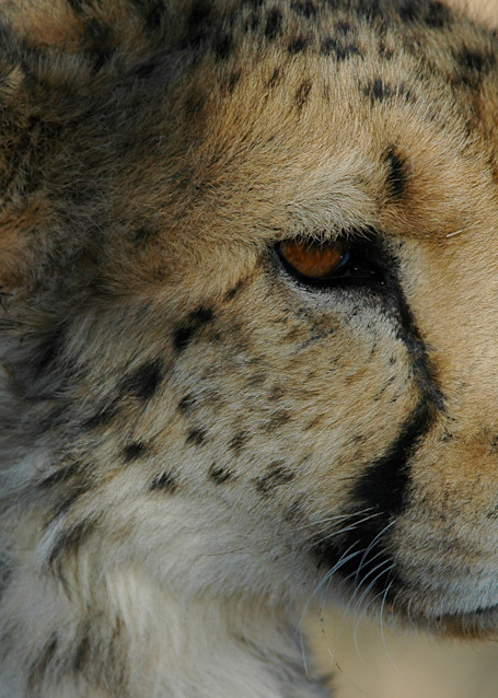 Cheetah up close and personal. Okonjima Plains Camp, Africa.