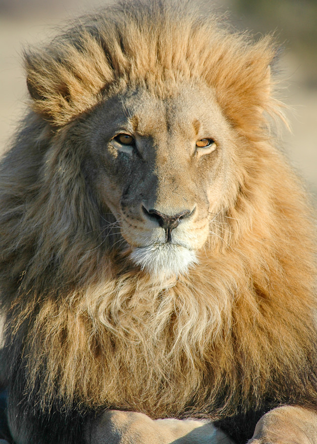 The majestic lion in all his beauty. Wall art for home or office | Nicki Geigert Photographer