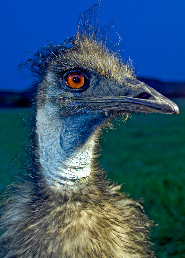 An endangered Emu poses at Fossil Rim Wildlife Center just outside Glen Rose, Texas.