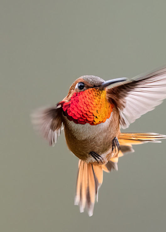 Beautiful Hummingbird in Flight