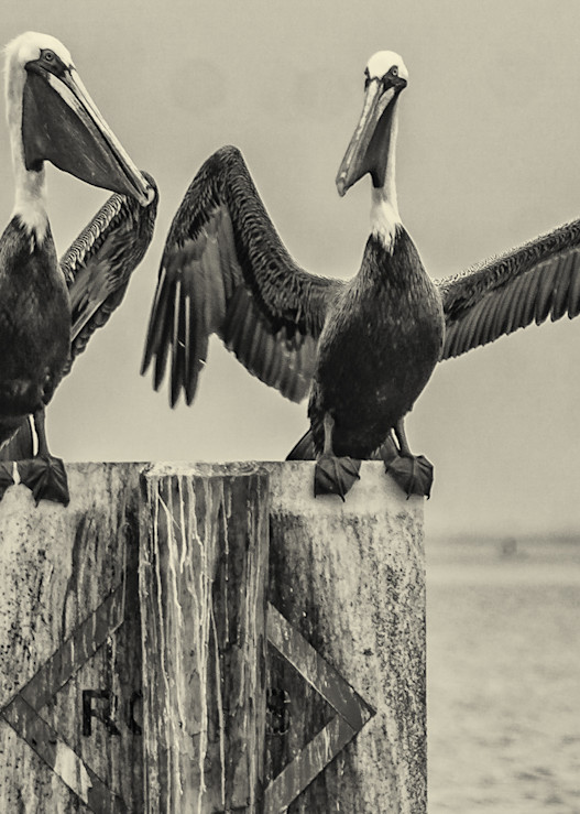  Pelican Standoff B W Photography Art | Lift Your Eyes Photography