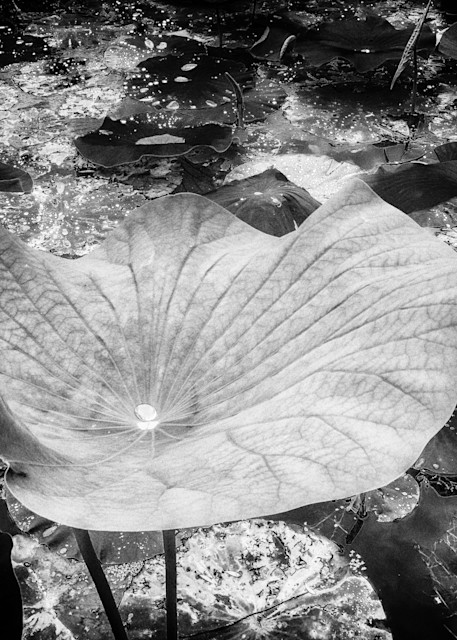 Lily Pad Photography Art | Lift Your Eyes Photography