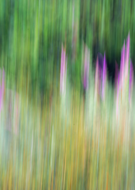 Flower 3 Photography Art | Mario Cornacchione