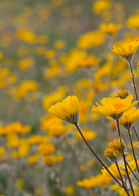 Desert Sunflowers Photography Art | RBlaser Photos