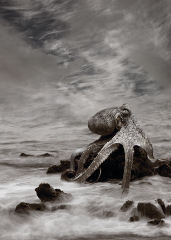 Octopus Photography Art | RBlaser Photos