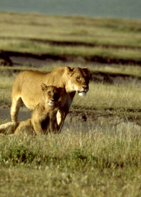 Lioness with Juvenile Cub
