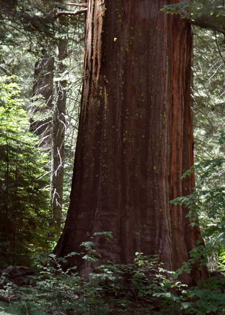 Redwood Forest, Northern CA- 12-7-0050