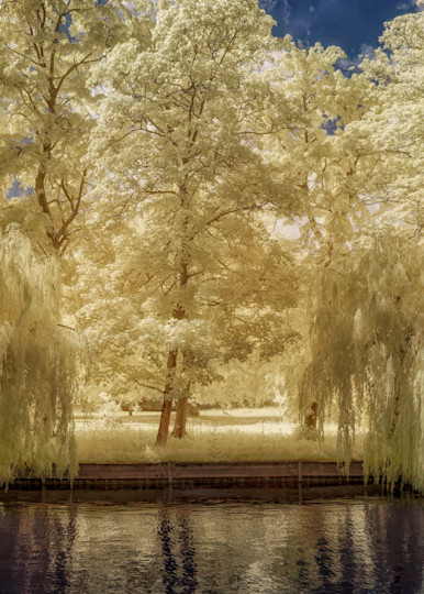 Willows And Reflections, Cam River, Cambridge, United Kingdom Photography Art | davidarnoldphotographyart.com