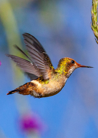 Hummingbird Image Mug. Gifts & Calendars | Nicki Geigert Photographer
