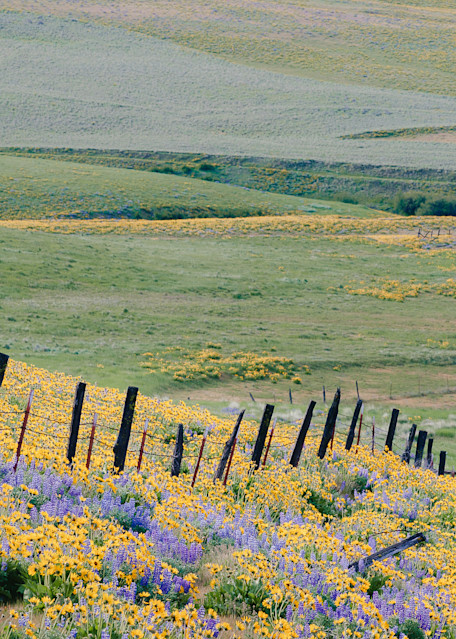 Spring Wildflowers, Columbia Hills State Park, Washington, 2014