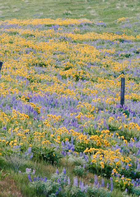 Wildflowers, Columbia Hills State Park, Washington, 2014
