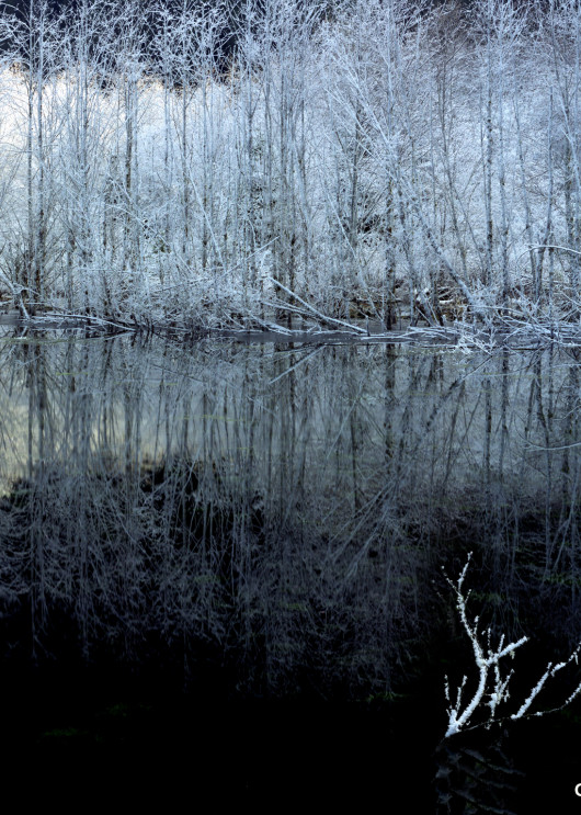 Quinalt River Frost 1980 Sized Photography Art | John Wolf Photo
