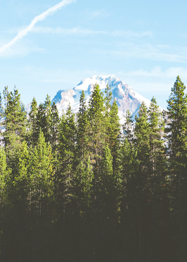 Mount Hood and trees