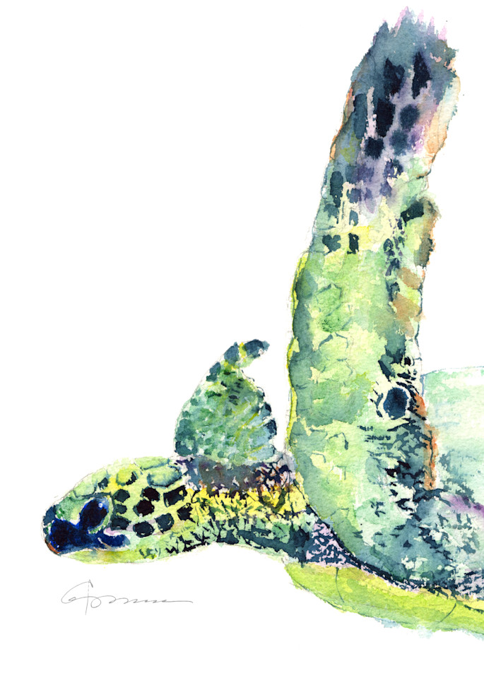 Sea Turtle 22 Watercolor Print | Claudia Hafner Watercolor